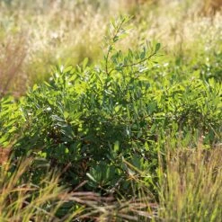 Pawnee Buttes® Sand Cherry (Prunus) -High country gradens pawnee buttes prunus sq 2
