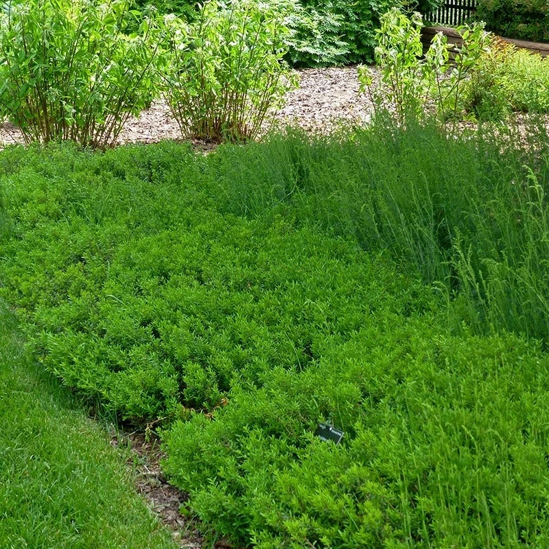 Canby's Mountain Lover (Paxistima) 4 Canby's Mountain Lover (Paxistima) - Image 2