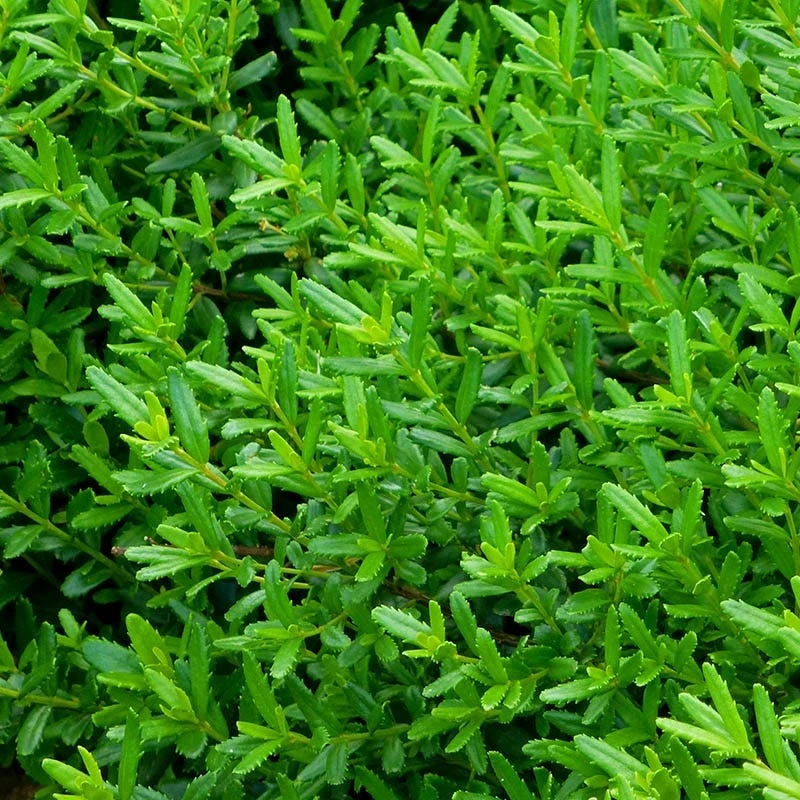 Canby's Mountain Lover (Paxistima) 3 Canby's Mountain Lover (Paxistima)