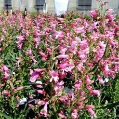 Pristine™ Pink Penstemon -High country gradens penstemon barbatus pristine pink credit plant select