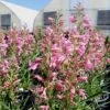 Pristine™ Pink Penstemon -High country gradens penstemon barbatus pristine pink flowers credit plant select