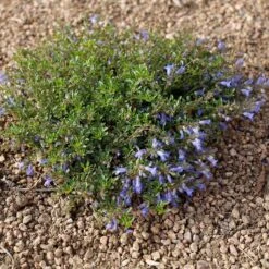 Waggon Wheel® Bluemat Penstemon -High country gradens penstemon caespitosus waggon wheel 4 credit plant select