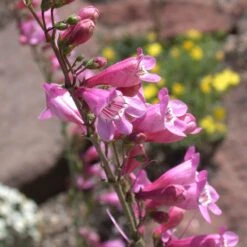 Sunset Crater Penstemon -High country gradens penstemon clutei 2