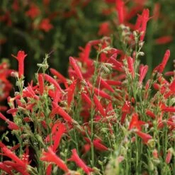 Jumbo Waterwise Extension Collection -High country gradens penstemon compactum holt 1
