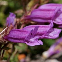 Davidson's Penstemon -High country gradens penstemon davidsonii flower petals