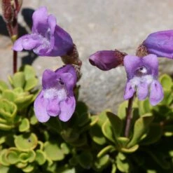 Davidson's Penstemon -High country gradens penstemon davidsonii flowers