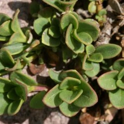 Davidson's Penstemon -High country gradens penstemon davidsonii foliage
