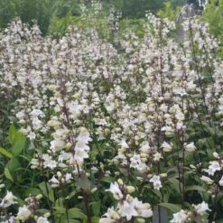 Husker Red Penstemon -High country gradens penstemon huster red cropped2.5