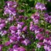 Pike's Peak Purple® Penstemon -High country gradens penstemon mexicali pikes peak flowers pollinator 2