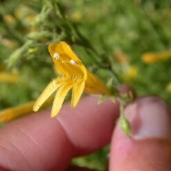 Yellow Pineleaf Penstemon -High country gradens penstemon pinifolius 3