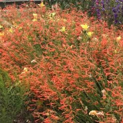 Luminous Pineleaf Penstemon 7 Luminous Pineleaf Penstemon -High country gradens penstemon pinifolius luminous