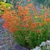 Luminous Pineleaf Penstemon -High country gradens penstemon pinnifolius luminous cc 1 2