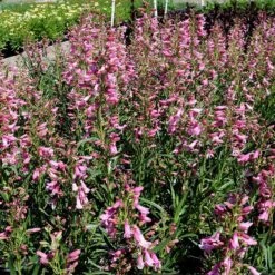Pristine™ Pink Penstemon -High country gradens penstemon pristine pink 2