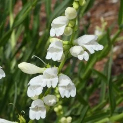 FireSmart Collection - Zone 2 -High country gradens penstemon strictus albus blanca peak