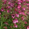Red Rocks® Penstemon -High country gradens penstemon x mexicali red rocks 21 plant select 1 1 1