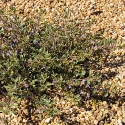 Tushar Bluemat Penstemon -High country gradens penstemon xylus 3 credit plant select