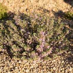 Tushar Bluemat Penstemon -High country gradens penstemon xylus 4 credit plant select