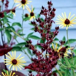 Dark Towers Penstemon -High country gradens penstemon dark towers 3b