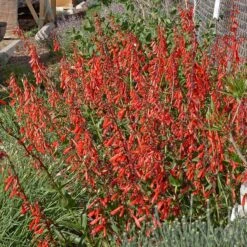 Hummingbird Attracting Collection For The West -High country gradens penstemon eatonii richfield ut in flwrcc
