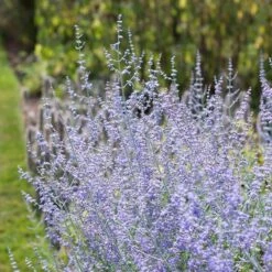 Blue Spire Russian Sage -High country gradens perovskia blue spires russian sage 1