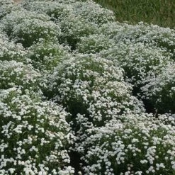 Peter Cottontail Yarrow 9 Peter Cottontail Yarrow -High country gradens peter cottontail yarrow 4 4