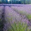 Phenomenal® Lavender -High country gradens phenomenal lav 1