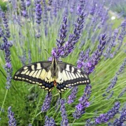 Phenomenal® Lavender -High country gradens phenomenal lav 3