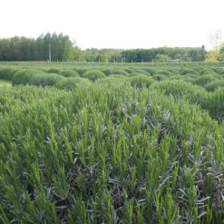 Phenomenal® Lavender -High country gradens phenomenal lav 4