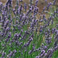 Phenomenal® Lavender -High country gradens phenomenal lavender close up flo