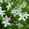 Desert Snow Mock Orange (Philadelphus) -High country gradens philadelphus microphyllus desert snow 5