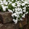 Snowflake Creeping Phlox -High country gradens phlox subulata snowflake 1