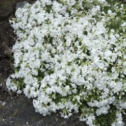 Snowflake Creeping Phlox -High country gradens phlox subulata snowflake 3