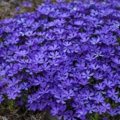 Violet Pinwheels Phlox -High country gradens phlox violet pinwheels 3
