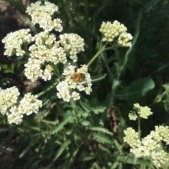 Xeriscape Clover Lawn Seed Mix -High country gradens photo contest bee yarrow