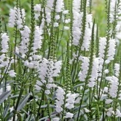 Crystal Peak White Obedient Plant -High country gradens physostegia virginiana crystal p