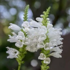 Summer Dreams Pre-Planned Garden -High country gradens physostegia virginiana crystal peak white obedient plant 14 1