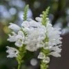Watershed Wise Pre-Planned Garden -High country gradens physostegia virginiana crystal peak white obedient plant 14 2