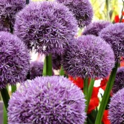 Pinball Wizard Allium -High country gradens pinball wizard allium 2