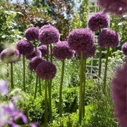 Pinball Wizard Allium -High country gradens pinball wizard allium 3