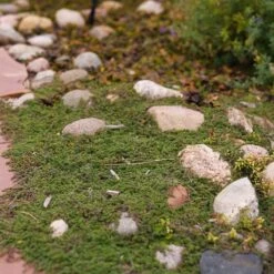 Pink Chintz Creeping Thyme -High country gradens pink chintz harter