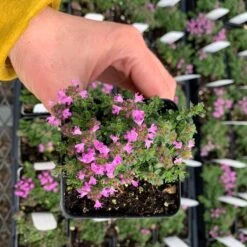 Pink Chintz Creeping Thyme -High country gradens pink chintz pot greenhouse