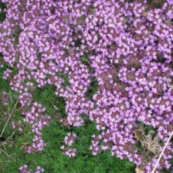 Tread On Me Evergreen Groundcover Collection 10 Tread On Me Evergreen Groundcover Collection -High country gradens pink creeping thyme cropped