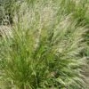 Pixie Fountain Tufted Hair Grass -High country gradens pixie fountain tufted hair grass