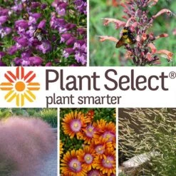 Plant Select® Waterwise Perennial Collection 16 Plant Select® Waterwise Perennial Collection -High country gradens plant select waterwise perennial coll 10 25 24