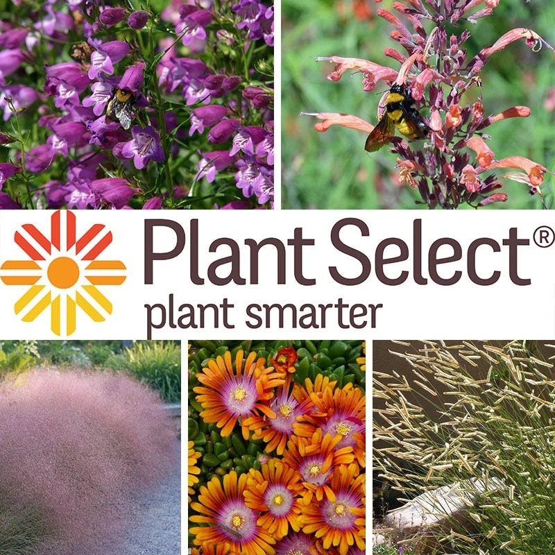 Plant Select® Waterwise Perennial Collection 9 Plant Select® Waterwise Perennial Collection - Image 7