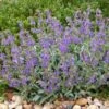 Platinum® Dwarf Silver Leaf Salvia -High country gradens platinum dwarf silver leaf salvia credit david winger plant select