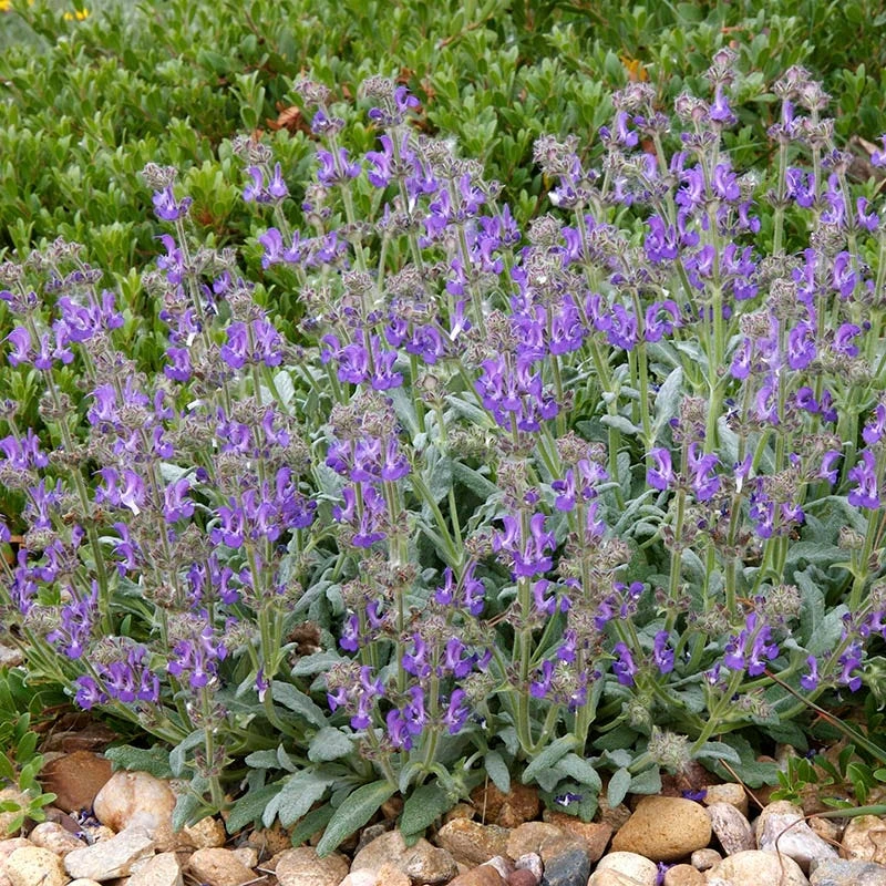 Platinum® Dwarf Silver Leaf Salvia 3 Platinum® Dwarf Silver Leaf Salvia