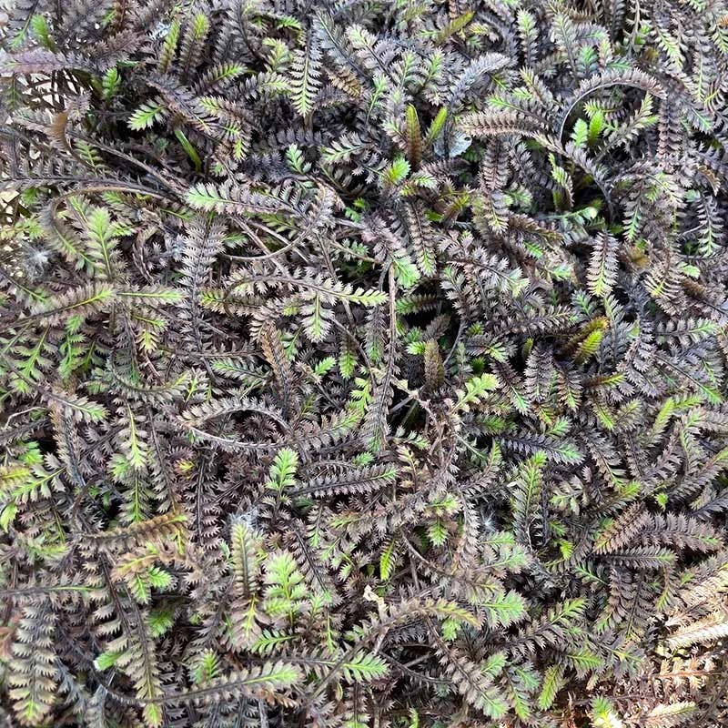 Platt's Black Brass Buttons (Leptinella) 3 Platt's Black Brass Buttons (Leptinella)