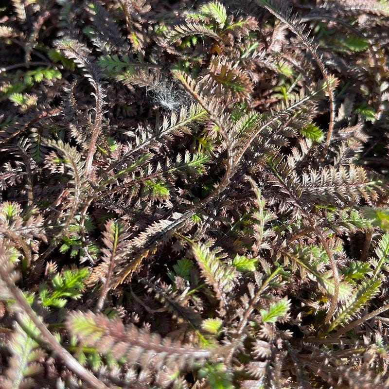 Platt's Black Brass Buttons (Leptinella) 4 Platt's Black Brass Buttons (Leptinella) - Image 2