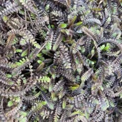 Platt's Black Brass Buttons (Leptinella) 7 Platt's Black Brass Buttons (Leptinella) -High country gradens platts black brass buttons 3